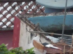 Tyrannus melancholicus