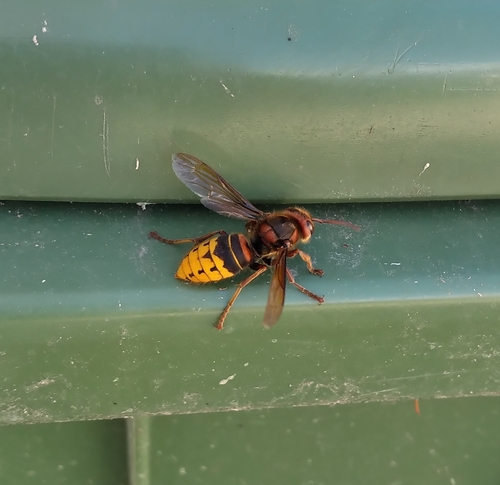 European Hornet