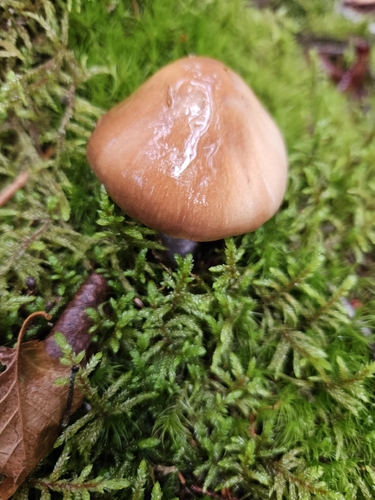 blue-girdled webcap
