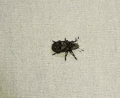Euparius