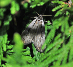 Tathorhynchus exsiccata