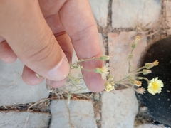 Andryala integrifolia, photograph (c) Duarte Frade, some rights reserved (CC BY)