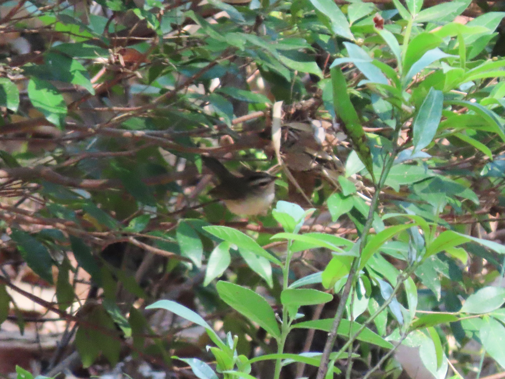 Golden-crowned Warbler (White-bellied)