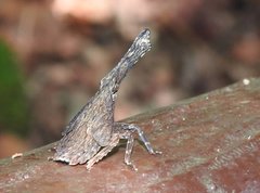 Pyrops candelaria