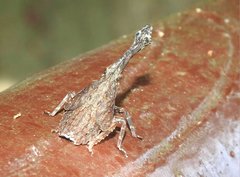 Pyrops candelaria