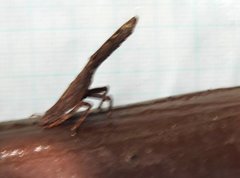Pyrops candelaria