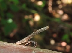 Pyrops candelaria