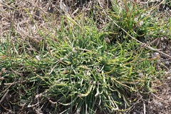 Plantago crassifolia, photograph (c) Eleftherios Katsillis, some rights reserved (CC BY)