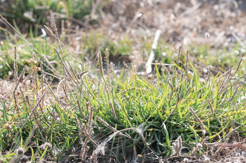 Plantago crassifolia, photograph 2