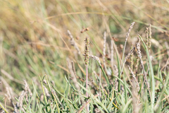 Plantago crassifolia
