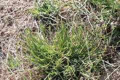 Plantago crassifolia, photograph (c) Eleftherios Katsillis, some rights reserved (CC BY)