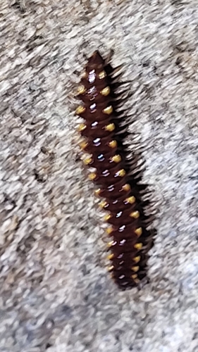 Nearctodesmus insulanus