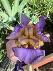 Iris × germanica