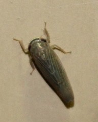 Chlorotettix necopinus