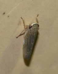 Chlorotettix necopinus