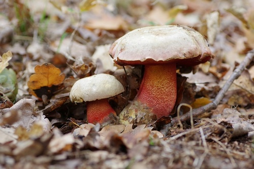 ruddy bolete