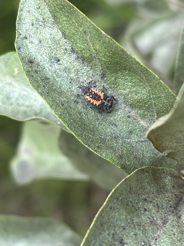 Asian Lady Beetle