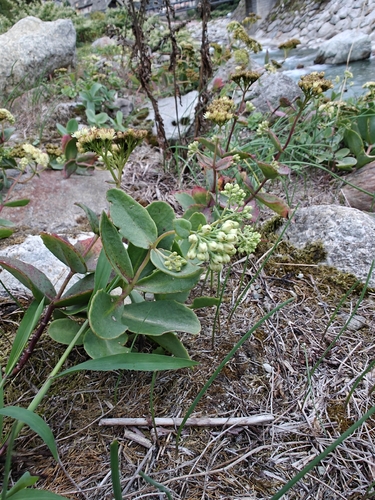 Great Stonecrop