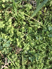 Oxalis exilis