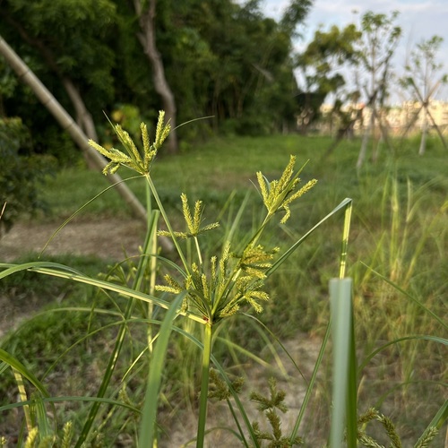 Cyperus imbricatus observed 2026-09-11