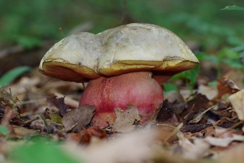 Devil's Bolete