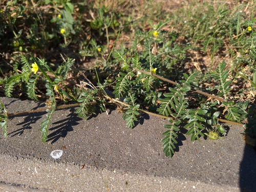 puncture vine