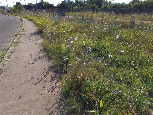 chicory