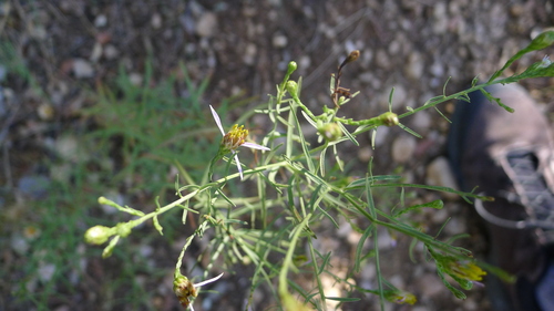 Rhone Aster