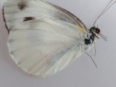 Pieris canidia