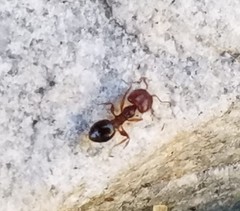 Pheidole crassicornis