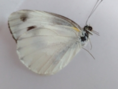 Pieris canidia