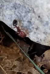 Pheidole crassicornis