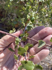 Quercus dumosa, photograph author not stated, no rights reserved