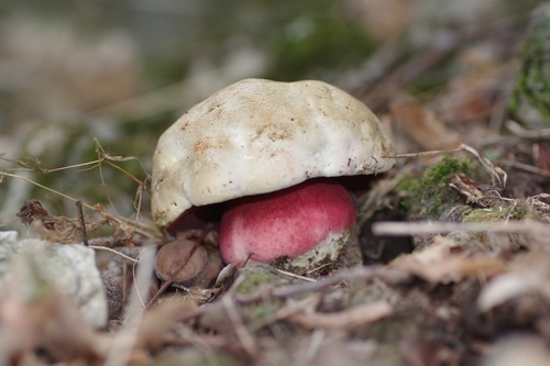 Devil's Bolete