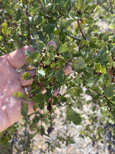 Quercus dumosa, photograph 2