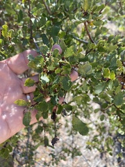 Quercus dumosa, photograph author not stated, no rights reserved