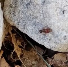 Pheidole crassicornis