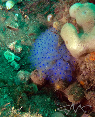 Clavelina australis
