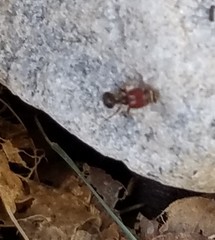 Pheidole crassicornis