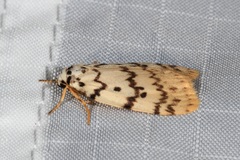 Hectobrocha pentacyma