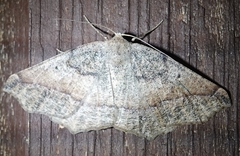 Prochoerodes forficaria