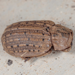 Omorgus suberosus