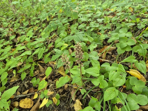 bird's-nest orchid