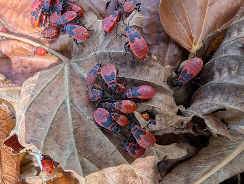 European Firebug