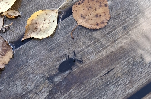 Eurasian Water Scorpion