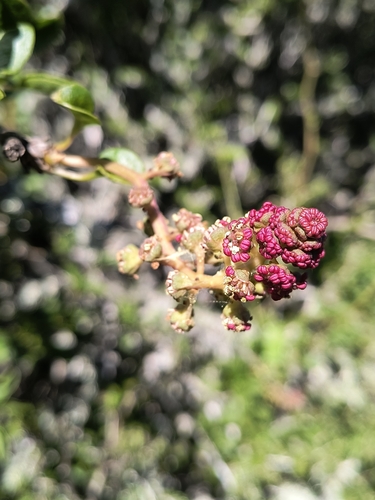 Anisomeria littoralis, photograph 6