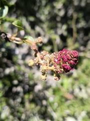 Anisomeria littoralis, photograph (c) Elías Acosta Quiroz, some rights reserved (CC BY)