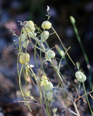 Streptanthus diversifolius