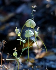 Streptanthus diversifolius