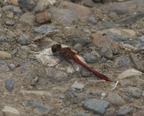 Ruddy Darter